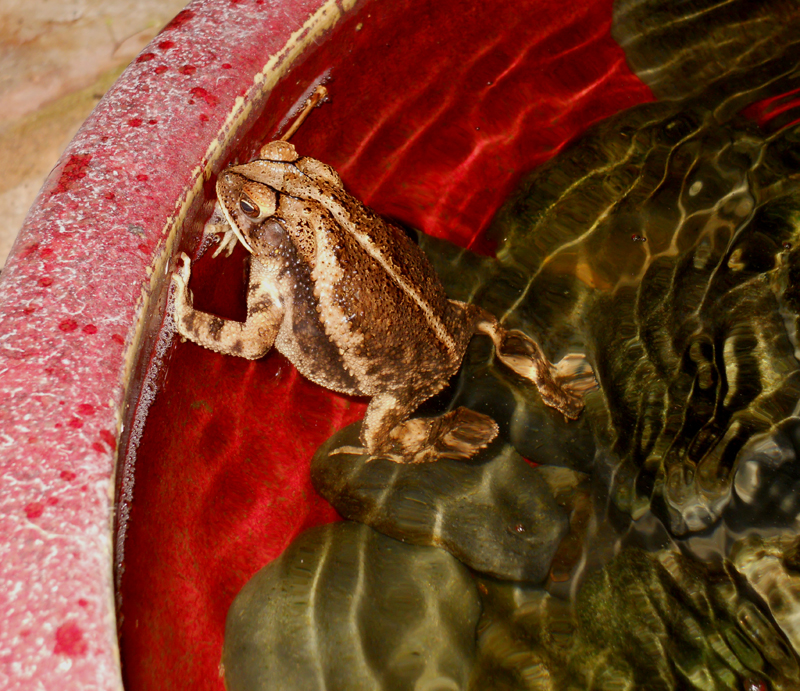 Toad in fountain basin 