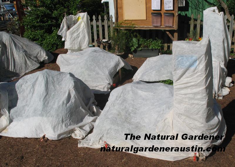 Natural Gardener square foot gardens covered with rowcover 