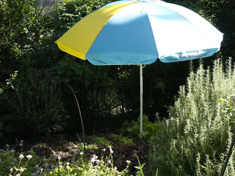 Beach umbrella to shade lettuce seedlings 