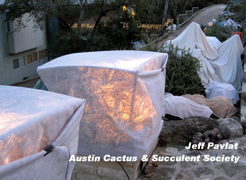 Jeff Pavlat freeze protection ideas for agaves