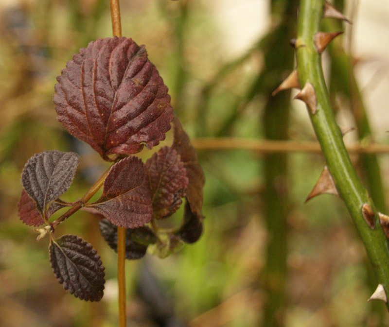 lantana purple winter leaf