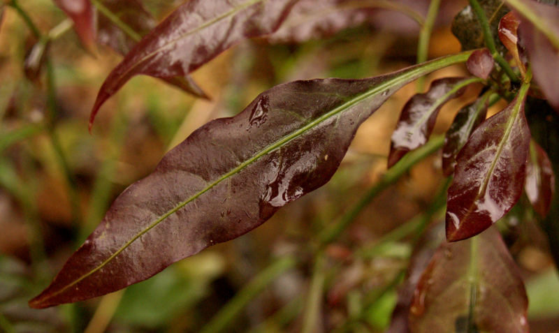 Plumbago scandens winter purple leaves