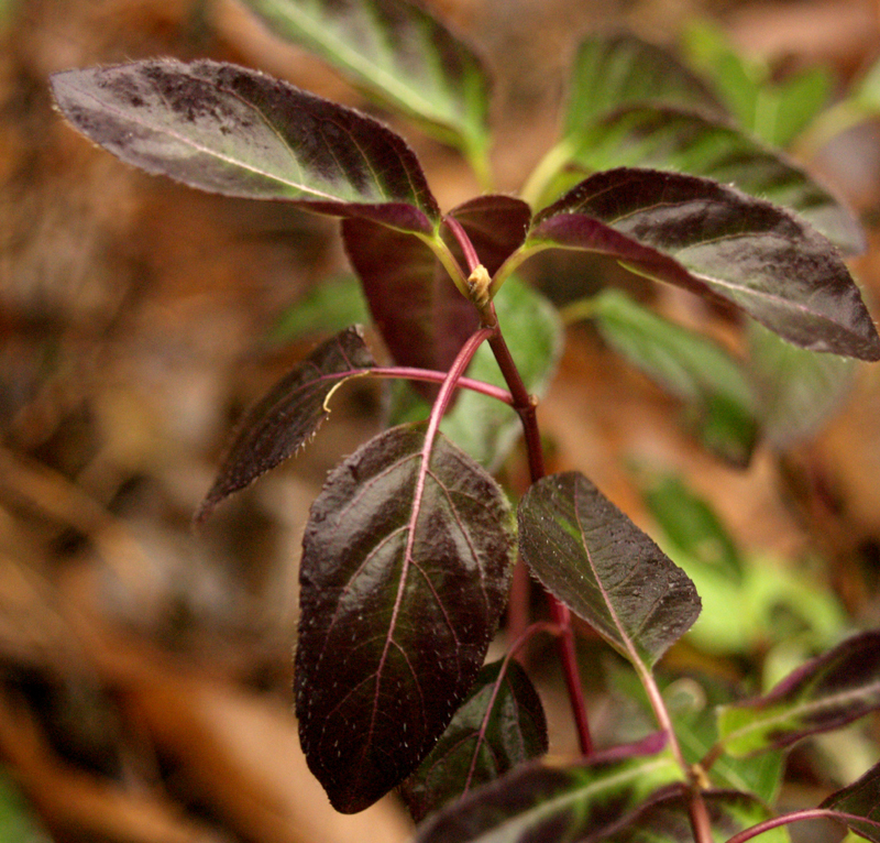 salvia blepharophylla purple winter leaves