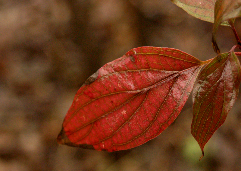 Rusty blackhaw viburnum winter leaves 