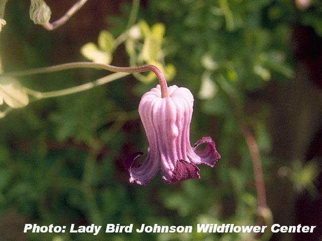 Purple clematis, Purple leatherflower (Clematis pitcheri)