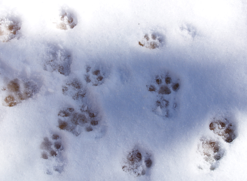 cat paws in snow