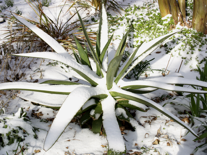 Agave celsii in snow