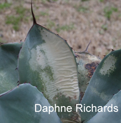 freeze damaged artichoke agave daphne richards photo