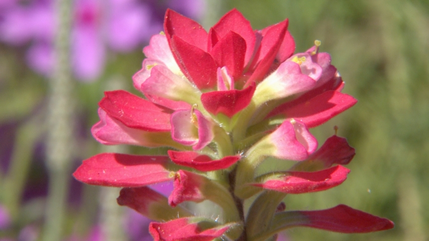 Indian paintbrush Wildflowers|Seeds of History