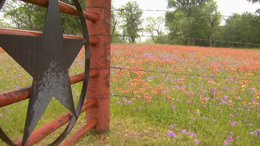 Indian paintbrush Texas wildflower field 