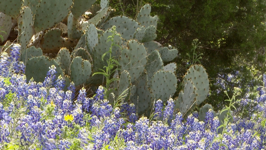 Prickly pear cactus with bluebonnets