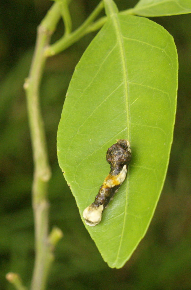 Swallowtail butterfly larva on Satsuma mandarin
