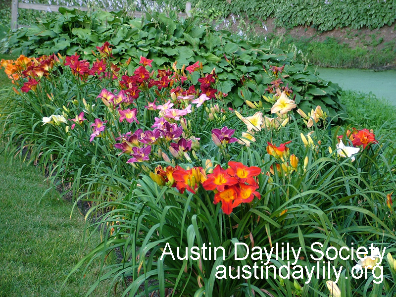 Daylily border, Austin Daylily Society