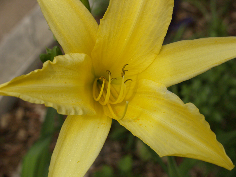 yellow daylily central texas