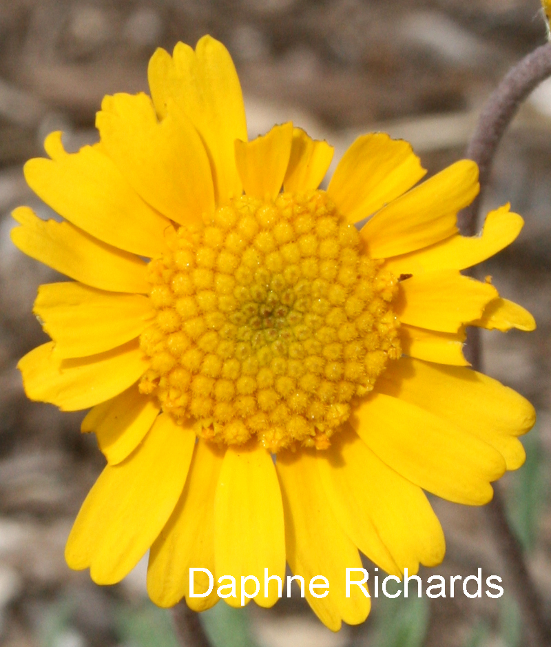 Four-nerve daisy, hymenoxis