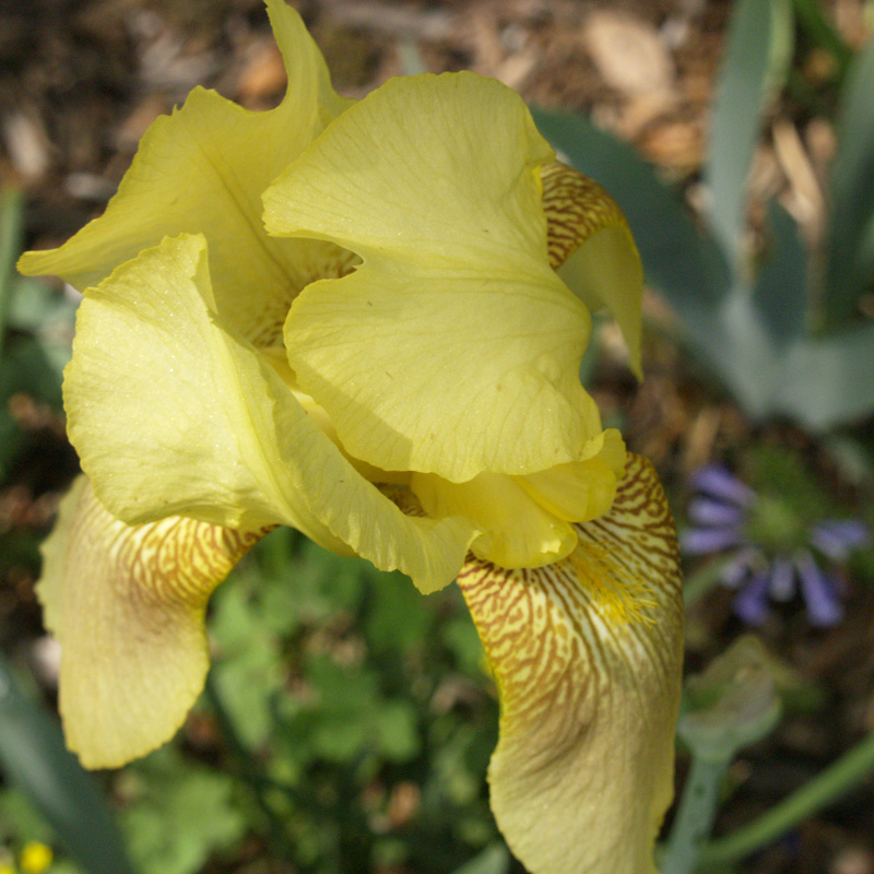 Yellow-gold bearded iris 