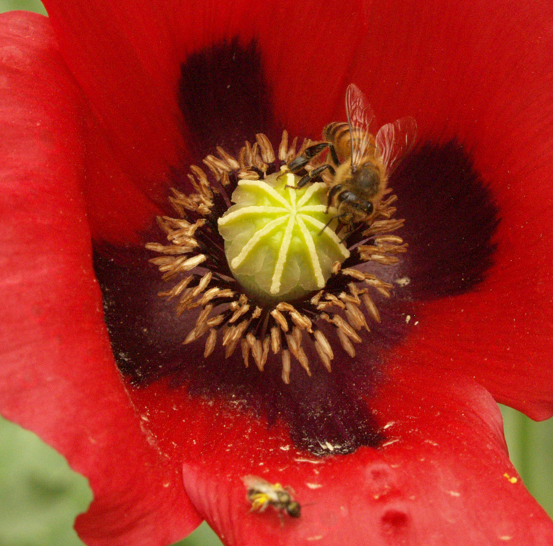 bees on red poppy 