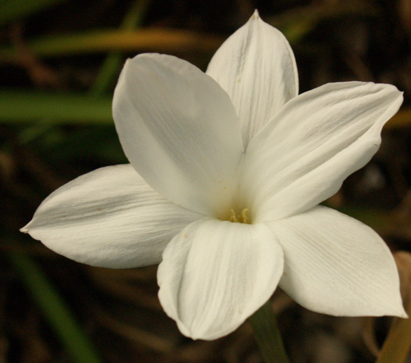 White rain lily 