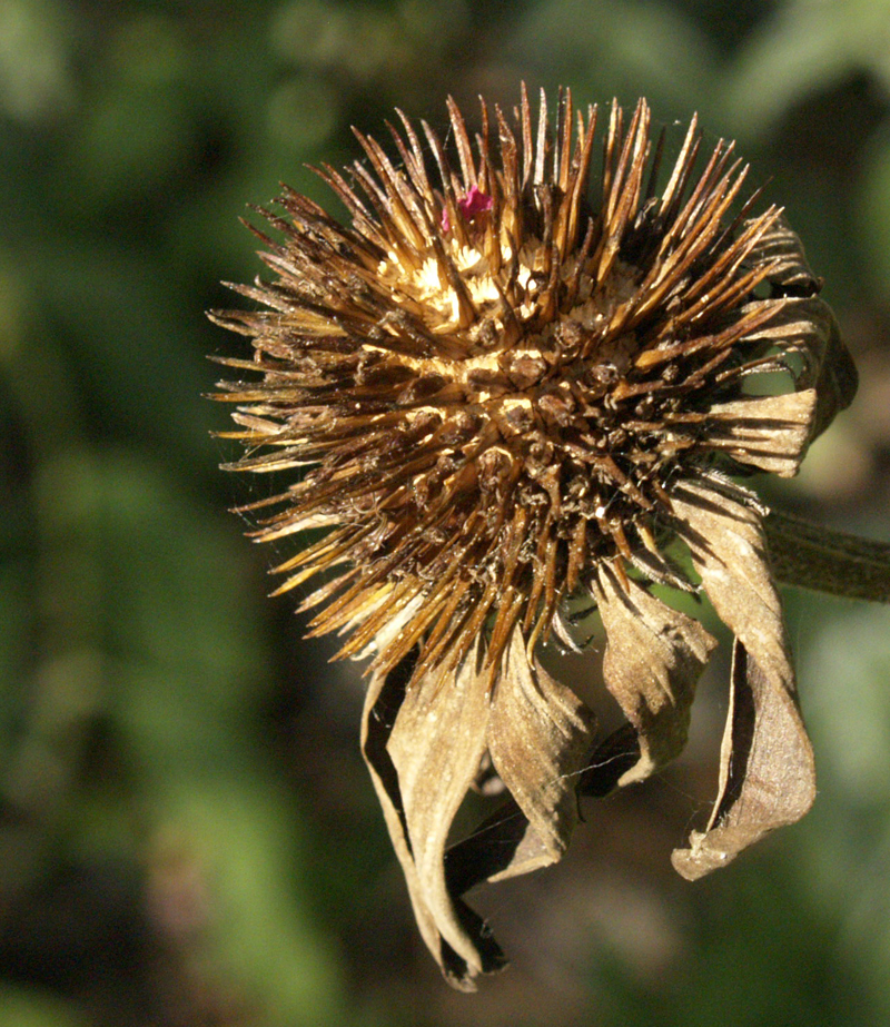 Coneflower seeds for birds