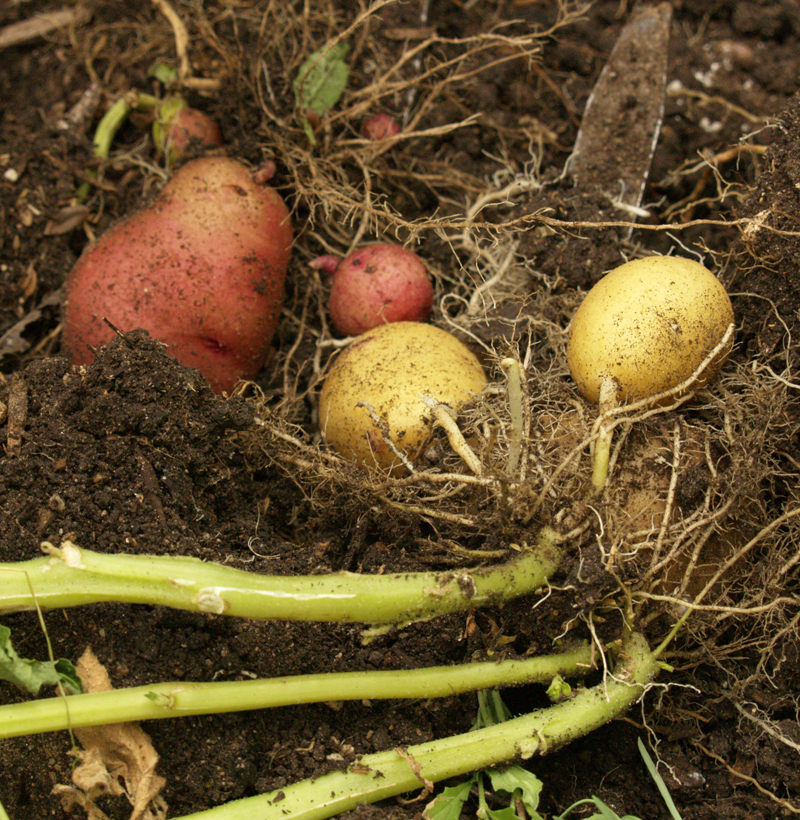 homegrown potatoes 