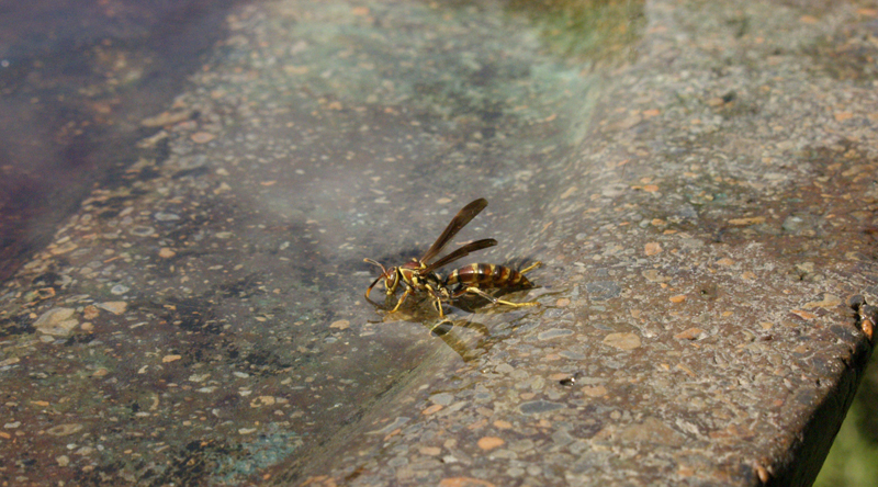 Wasp getting drink at bird bath