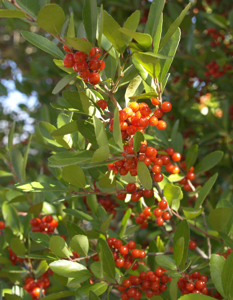 Yaupon holly leaves as coffee substitute