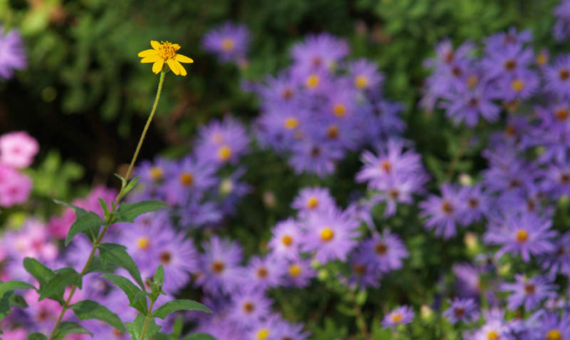 Zexmenia with asters and oxalis