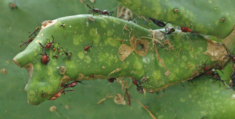 Cactus bug on spineless prickly pear