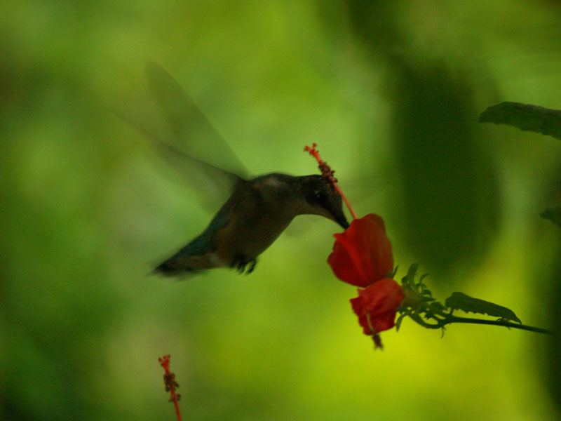 Hummingbird on turks cap photo by Greg Klinginsmith