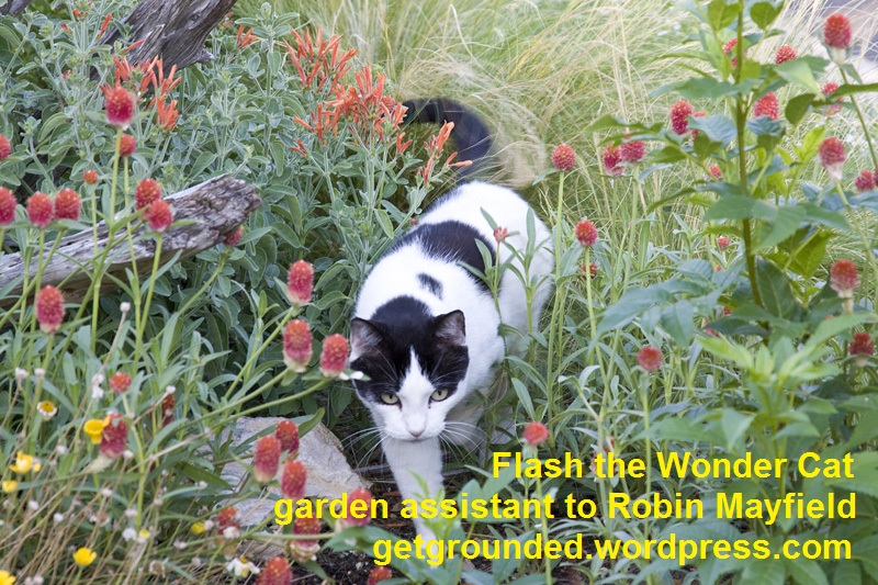 Flash the Wonder Cat, Getting Grounded