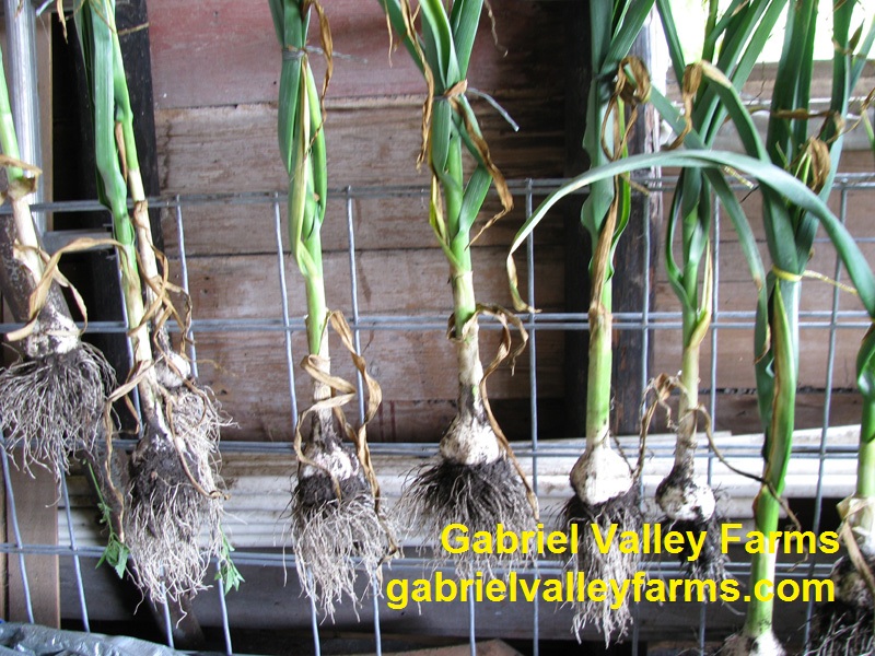 Garlic drying, Gabriel Valley Farms 