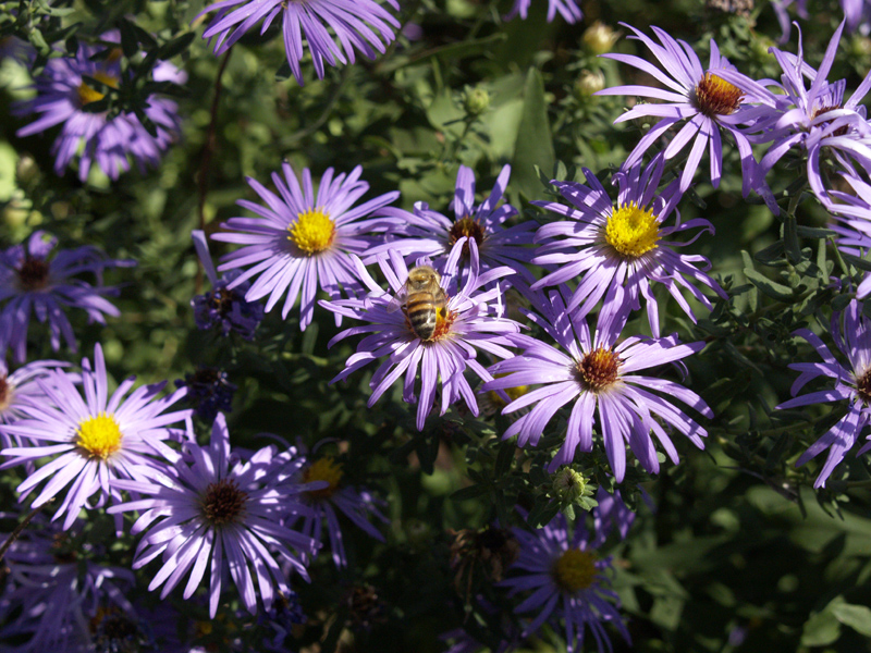 Purple aster with bee