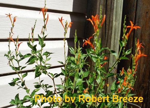 Flame acanthus Robert Breeze Central Texas Gardener 