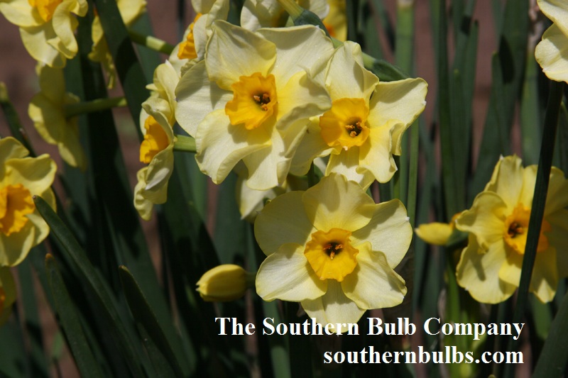 Narcissus 'Golden Dawn' The Southern Bulb Company