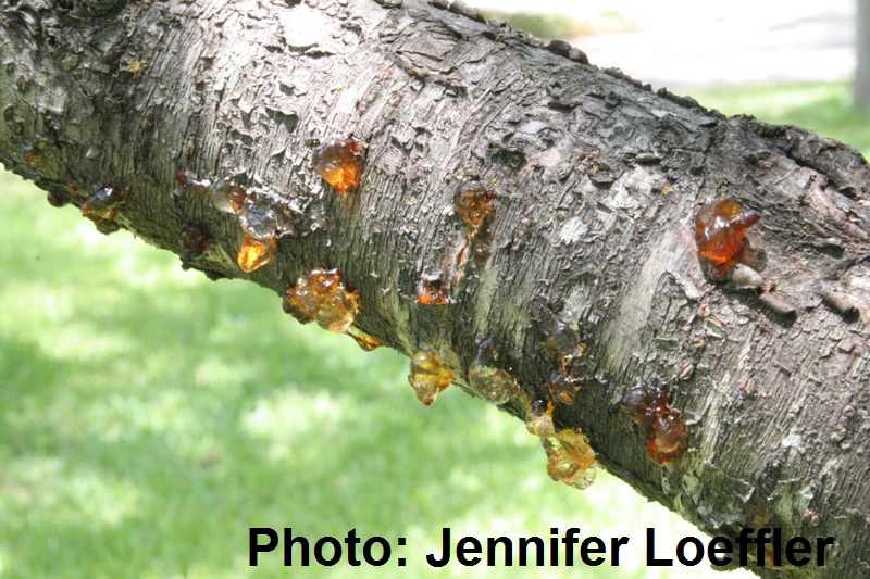 Bacterial canker on peach tree, Central Texas Gardener