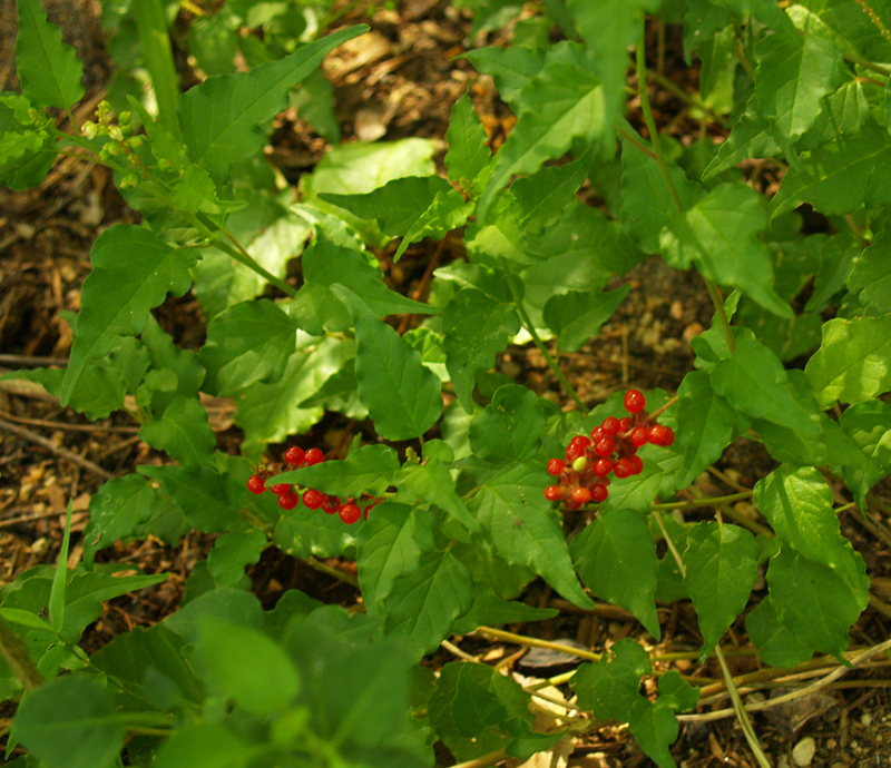 pigeonberry (Rivina humilis)
