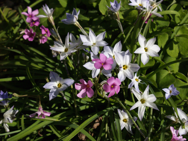 Spring star flower (Ipheion) with oxali