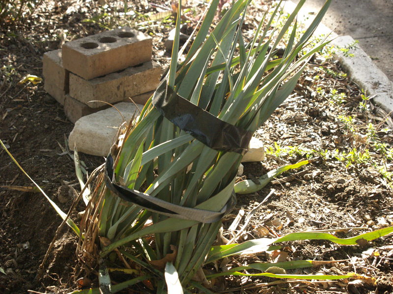 Yucca restrained for plumbing dig 
