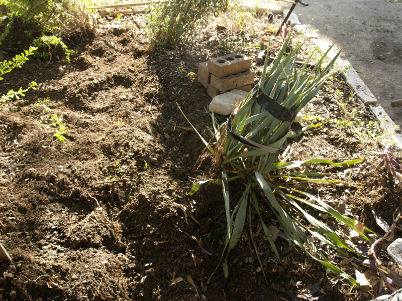 Yucca ruppicola x pallida spared in plumbing dig 