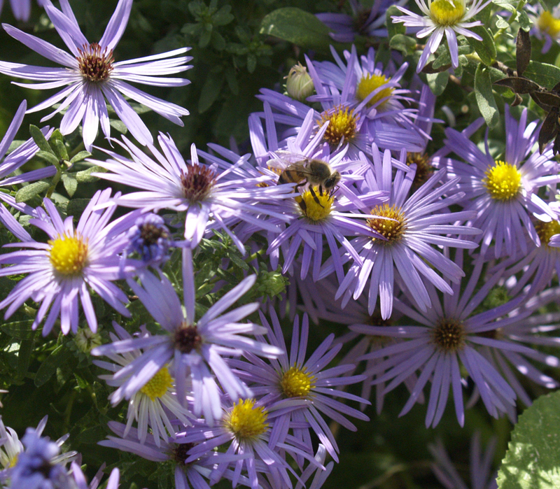 Native aster with bee 