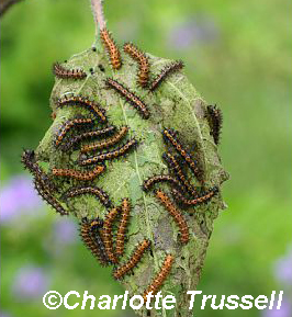 Bordered Patch caterpillars by Charlotte Trussell