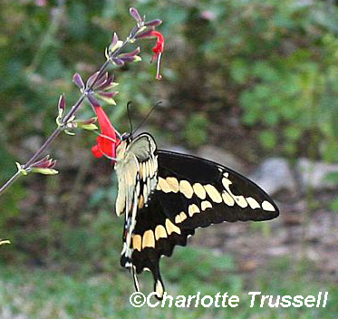 Giant swallowtail butterfly by Charlotte Trussell