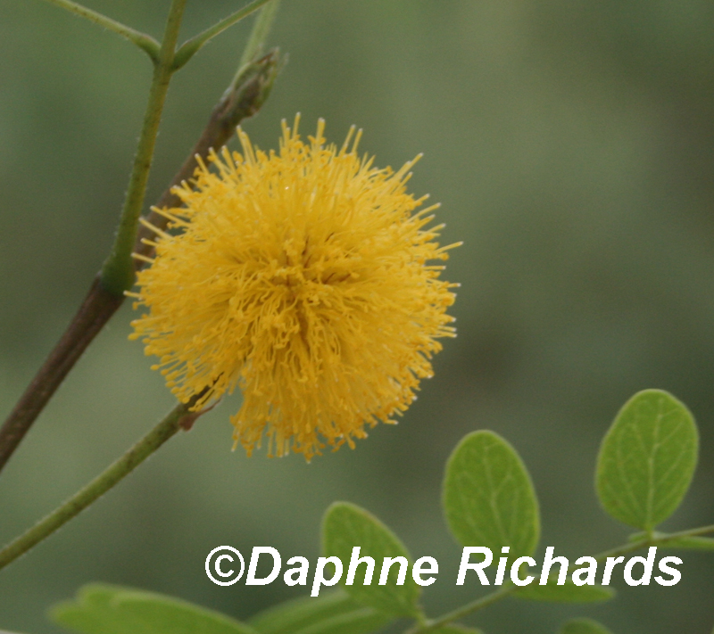 Goldenball leadtree flower by Daphne Richards