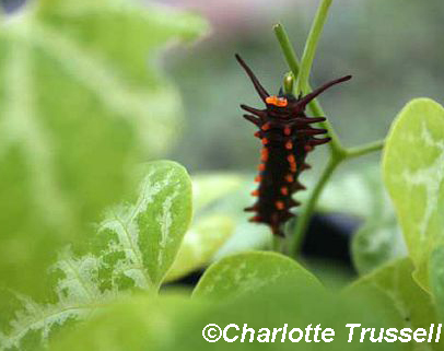 Pipevine caterpillar on Dutchman's pipe by Charlotte Trussell