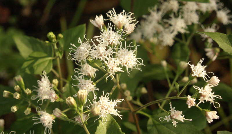 white mistflower (Ageratina havanensis or Eupatorium havanense)