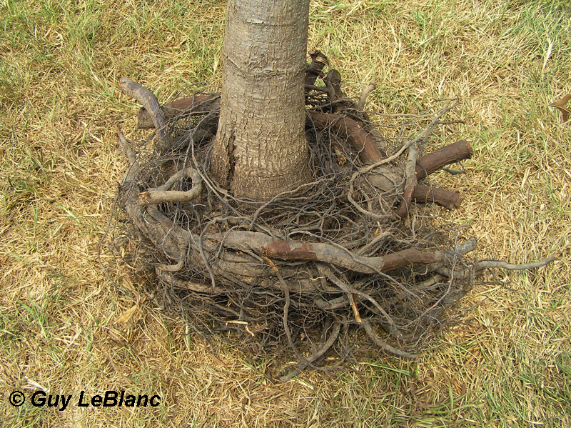 Girdled tree roots Guy LeBlanc 