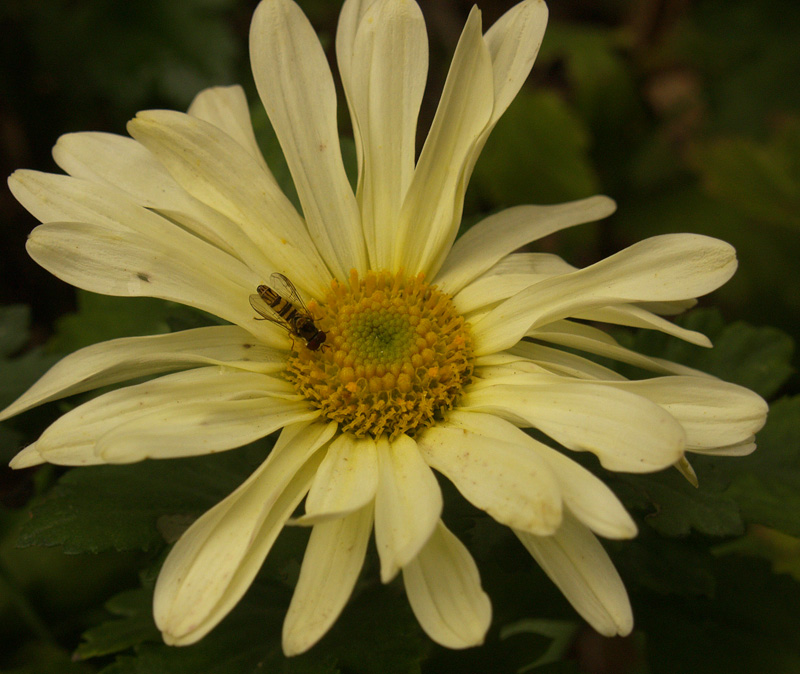 Hover fly on Butterpat chrysanthemum
