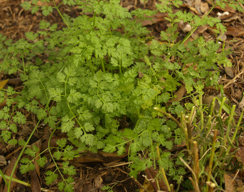 Chervil and cut back angelonia companion planting