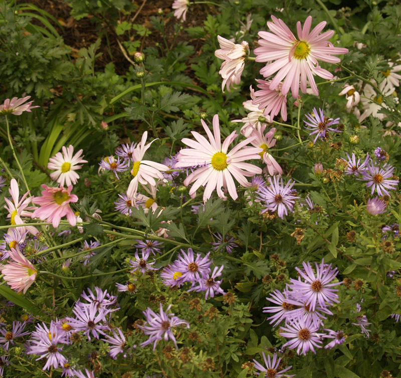 Country Girl chrysanthemums and fall asters