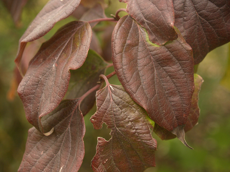 Rusty blackhaw viburnum winter leaves